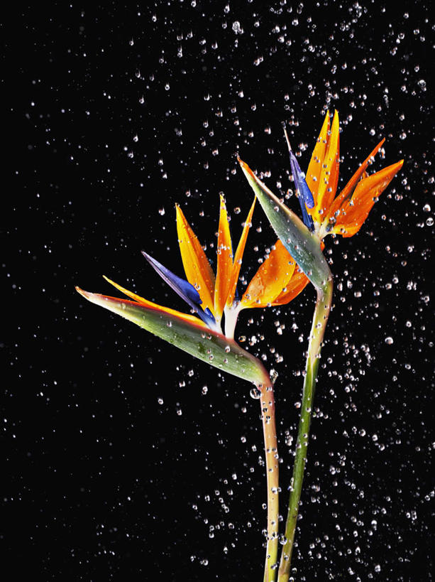 无人,竖图,室内,特写,白天,正面,水,鹤望兰,飞溅,黑色背景,盛开,溅,液体,水滴,花蕾,水珠,花,花瓣,花朵,鲜花,两朵,花苞,花蕊,摄影,影棚,高雅,喷洒,清新,极乐鸟花,天堂鸟,彩图,影棚拍摄,拍摄