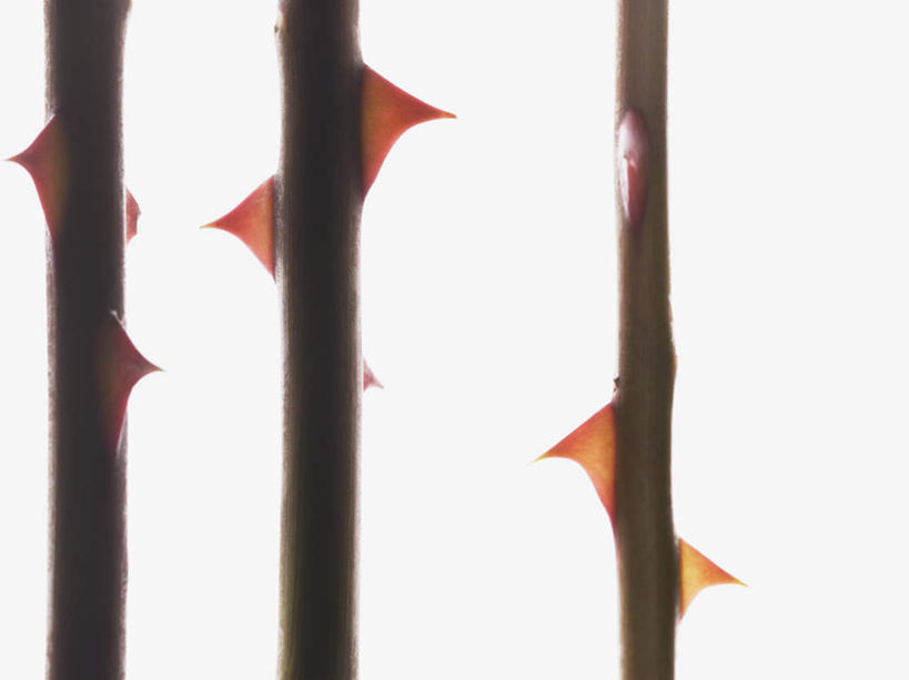 无人,横图,室内,特写,白天,白色背景,正面,爱情,幸福,纯洁,热情,玫瑰,三根,一排,整齐,茎,玫瑰花,浪漫,排列,温暖,温馨,刺,恩爱,摄影,影棚,和睦,队列,荆棘,感动,尊敬,天真,刺玫花,徘徊花,彩图,影棚拍摄,拍摄,融洽