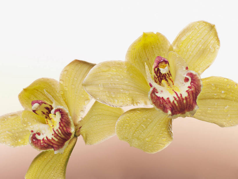 无人,横图,室内,特写,白天,正面,盛开,花蕾,花,花瓣,花朵,鲜花,两朵,黄色,红色,花苞,花蕊,摄影,影棚,高雅,淡泊,花中君子,兰花,彩图,影棚拍摄,拍摄