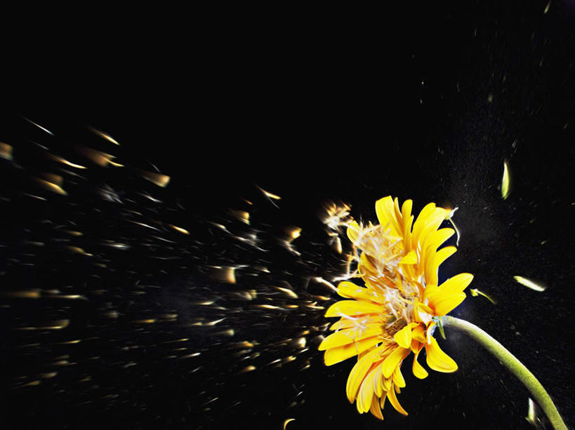 无人,横图,室内,特写,白天,正面,黑色背景,朦胧,模糊,漂浮,盛开,飘扬,非洲菊,飘落,花蕾,花,花瓣,花朵,鲜花,黄色,花苞,花蕊,菊花,摄影,影棚,下沉,降落,扶郎花,灯盏花,千日菊,飘零,彩图,影棚拍摄,拍摄