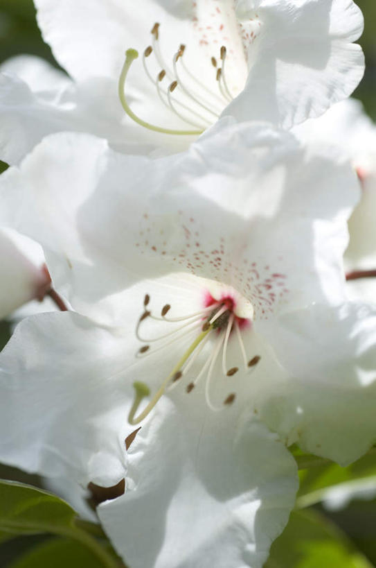 无人,竖图,俯视,室外,特写,白天,旅游,度假,美景,百合花,英国,欧洲,朦胧,模糊,盛开,景观,花蕾,娱乐,花,花瓣,花朵,鲜花,自然,花苞,花蕊,享受,休闲,景色,放松,西欧,自然风光,大不列颠,大不列颠及北爱尔兰联合王国,强瞿,大不列颠联合王国,日不落英帝国,德文郡,百合蒜,倒仙,番韭,山丹,彩图,高角度拍摄