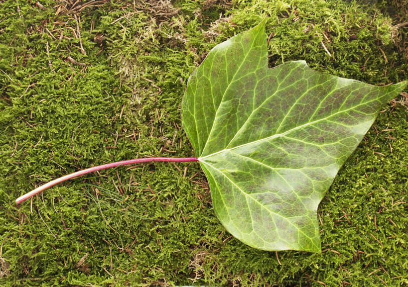 无人,横图,俯视,室外,特写,白天,草地,草坪,美景,植物,叶子,景观,青苔,绿叶,苔藓,草,绿色,自然,嫩叶,景色,自然风光,叶,叶片,彩图,高角度拍摄