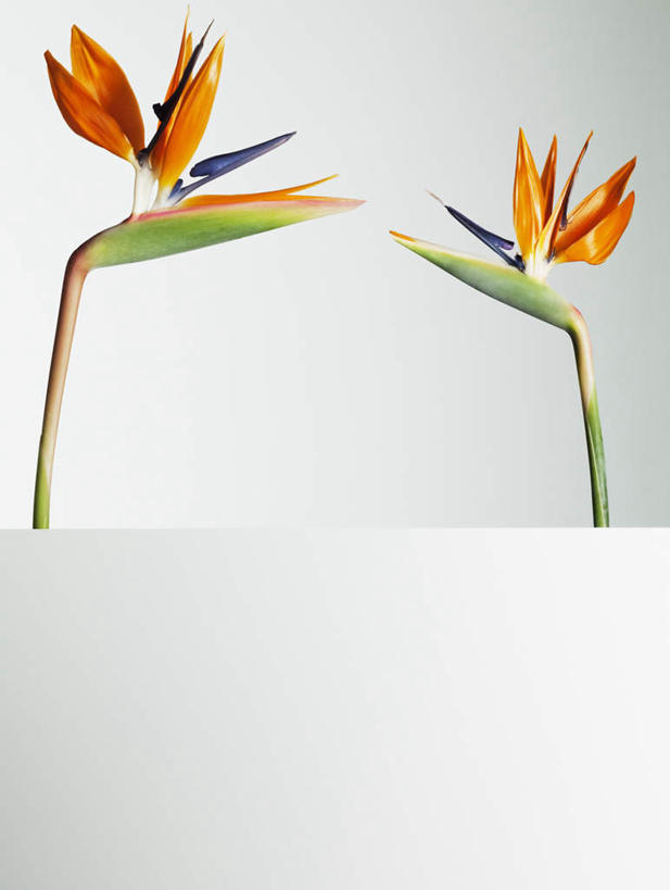 无人,竖图,室内,特写,白天,正面,桌面,桌子,鹤望兰,灰色背景,盛开,木制,花蕾,花,花瓣,花朵,鲜花,两朵,木制品,花苞,花蕊,摄影,影棚,高雅,清新,极乐鸟花,天堂鸟,彩图,影棚拍摄,拍摄