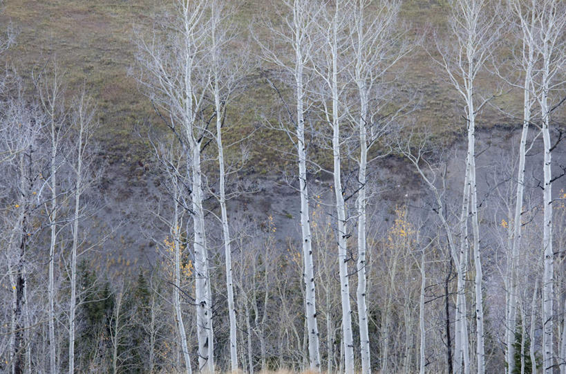 无人,横图,室外,白天,正面,旅游,度假,美景,树林,植物,美国,景观,枝条,娱乐,树,树木,树枝,绿色,自然,享受,休闲,景色,放松,生长,成长,白杨树,北美,北美洲,自然风光,美洲,科罗拉多州,科罗拉多,北亚美利加洲,亚美利加洲,百年州,虬枝,枝杈,彩图