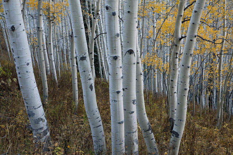 无人,横图,室外,白天,正面,旅游,度假,美景,树林,植物,美国,景观,枝条,娱乐,树,树木,树枝,绿色,自然,享受,休闲,景色,放松,生长,成长,白杨树,北美,北美洲,自然风光,美洲,科罗拉多州,科罗拉多,北亚美利加洲,亚美利加洲,百年州,虬枝,枝杈,彩图