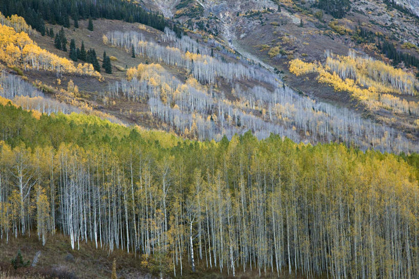 无人,横图,室外,白天,正面,旅游,度假,美景,山,山脉,树林,植物,美国,纹路,纹理,景观,山峰,山峦,娱乐,树,树木,绿色,自然,群山,享受,休闲,景色,放松,生长,成长,白杨树,北美,北美洲,自然风光,美洲,科罗拉多州,科罗拉多,肌理,北亚美利加洲,亚美利加洲,百年州,彩图