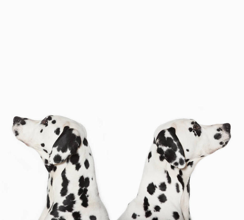 无人,坐,横图,室内,特写,白天,白色背景,侧面,宠物,狗,斑点狗,达尔马提亚狗,大麦町犬,注视,动物,观察,看,两只,可爱,摄影,影棚,观看,察看,关注,忠诚,斑点犬,犬,抬头,仰头,坐着,半身,彩图,影棚拍摄,拍摄