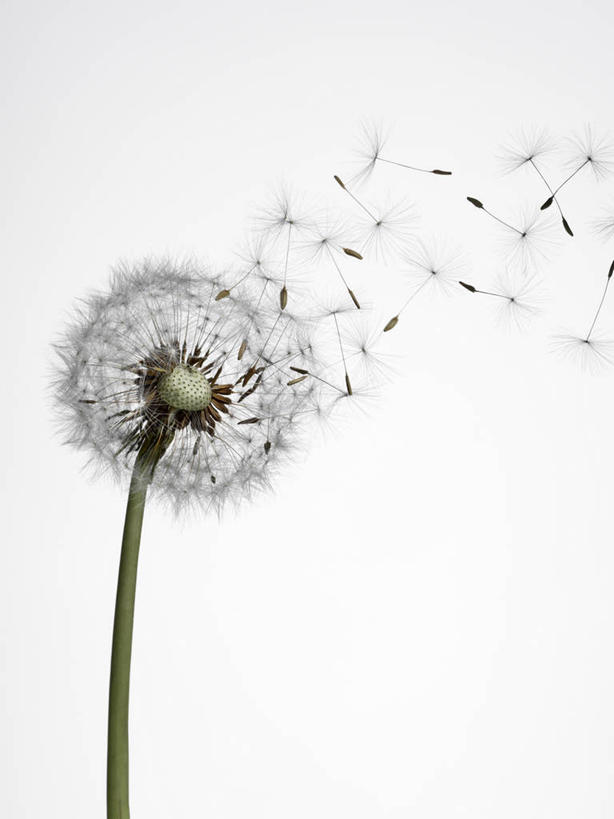 无人,竖图,室内,特写,白天,白色背景,正面,爱情,蒲公英,漂浮,盛开,飘扬,花蕾,花,花瓣,花朵,鲜花,一个,白色,花苞,花蕊,摄影,影棚,单个,开朗,飘零,机会,蒲公草,尿床草,黄花地丁,彩图,影棚拍摄,拍摄,机遇,机缘,时机