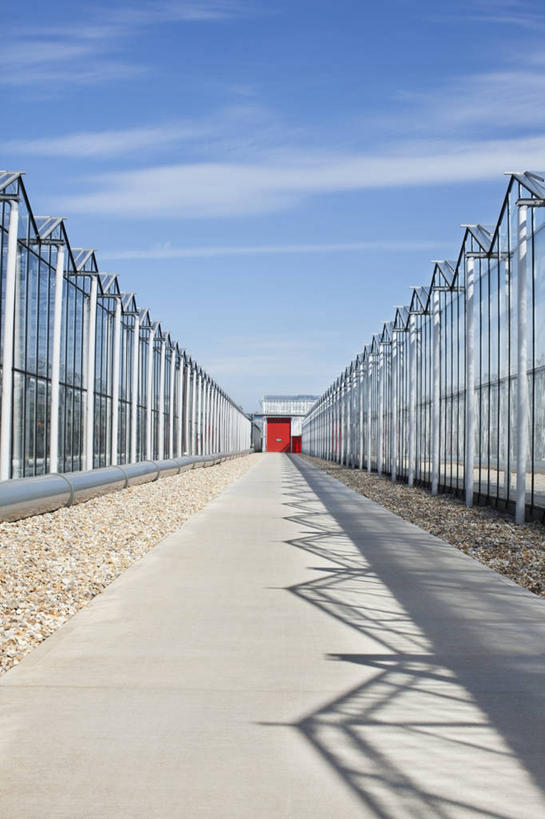 无人,农田,竖图,室外,白天,仰视,旅游,度假,庄稼,农作物,美景,道路,路,英国,欧洲,阴影,光线,影子,景观,云,云朵,小路,交通,云彩,温室,娱乐,英格兰,蓝色,白云,蓝天,天空,阳光,自然,天,享受,休闲,景色,放松,设施,晴朗,暖房,防寒,西欧,加温,自然风光,透光,大不列颠,保温,大不列颠及北爱尔兰联合王国,大不列颠联合王国,日不落英帝国,萨塞克斯,萨塞克斯郡,苏塞克斯,西萨塞克斯郡,奇切斯特,晴空,彩图,低角度拍摄,耕地,庄稼田