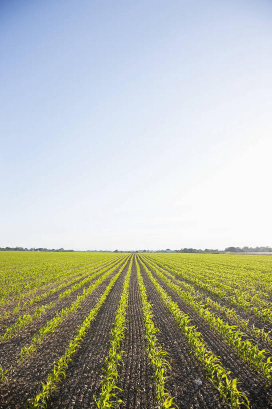 无人,农田,竖图,室外,白天,正面,旅游,度假,庄稼,农作物,美景,英国,欧洲,阴影,光线,影子,地平线,景观,辽阔,地面,娱乐,英格兰,蓝色,蓝天,天空,阳光,自然,天,享受,休闲,广阔,景色,放松,晴朗,一望无际,西欧,自然风光,延伸,大不列颠,大不列颠及北爱尔兰联合王国,万里无云,天地相交,大不列颠联合王国,日不落英帝国,无边无际,一马平川,萨塞克斯,萨塞克斯郡,苏塞克斯,西萨塞克斯郡,奇切斯特,晴空,晴空万里,彩图,耕地,庄稼田