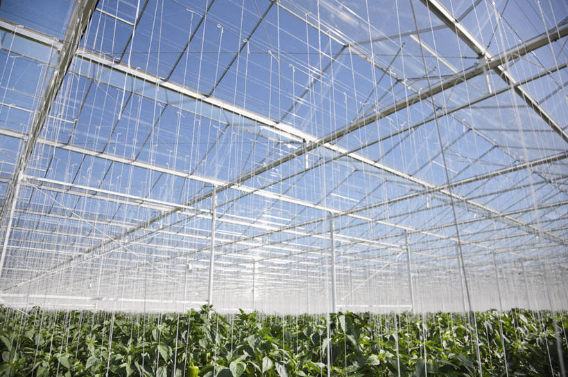 无人,农田,横图,室内,白天,仰视,旅游,度假,庄稼,农作物,美景,英国,欧洲,阴影,光线,影子,景观,温室,娱乐,英格兰,蓝色,蓝天,天空,阳光,自然,天,享受,休闲,景色,放松,设施,晴朗,暖房,防寒,西欧,加温,自然风光,透光,大不列颠,保温,大不列颠及北爱尔兰联合王国,万里无云,大不列颠联合王国,日不落英帝国,萨塞克斯,萨塞克斯郡,苏塞克斯,西萨塞克斯郡,奇切斯特,晴空,晴空万里,彩图,低角度拍摄,耕地,庄稼田