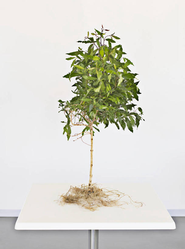 无人,办公室,竖图,室内,白天,白色背景,正面,植物,家具,桌子,一棵,环保,盆栽,办公桌,墙,盆景,墙壁,墙面,树,树木,绿色,自然,生长,能源,成长,回收,资源,利用,低碳,循环,办公家具,持续,盆景树,盆栽树,彩图