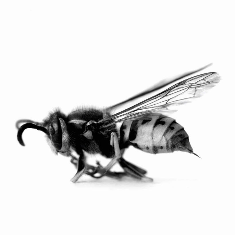 无人,方图,黑白,室内,特写,白天,白色背景,侧面,阴影,反射,昆虫,影子,一只,动物,趴着,摄影,影棚,黄蜂,益虫,胡蜂,马蜂,蚂蜂,趴,全身,影棚拍摄,拍摄