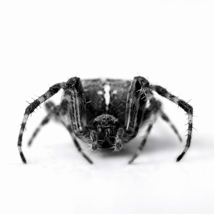 无人,方图,黑白,室内,特写,白天,白色背景,正面,阴影,反射,昆虫,蜘蛛,影子,一只,动物,趴着,摄影,影棚,八脚螅,园蛛,节肢动物,益虫,波丝,趴,全身,影棚拍摄,拍摄