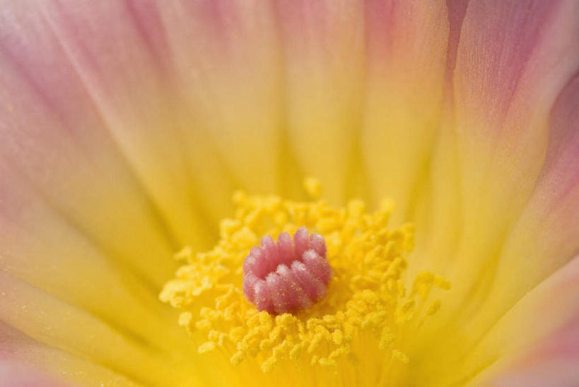 无人,横图,室外,特写,白天,正面,微距,美景,植物,仙人掌,朦胧,模糊,盛开,火焰,景观,草药,花蕾,中药,花,花瓣,花朵,鲜花,黄色,自然,花苞,花蕊,景色,自然风光,药材,中草药,中药材,本草,牛舌头,玉芙蓉,仙巴掌,火掌,霸王树,彩图,微距摄影