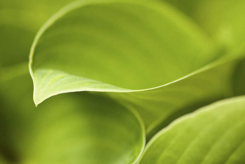 无人,横图,室外,特写,白天,正面,微距,美景,植物,叶子,朦胧,模糊,纹理,景观,绿叶,绿色,自然,嫩叶,景色,自然风光,肌理,叶,叶片,叶脉,彩图,微距摄影