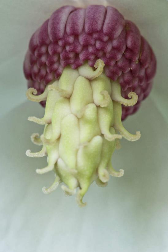 无人,竖图,室外,特写,白天,正面,微距,美景,玉兰花,朦胧,模糊,盛开,景观,花蕾,花,花瓣,花朵,鲜花,一朵,紫色,自然,花苞,花蕊,景色,自然风光,辛夷,木笔,木兰花,望春玉兰,辛夷花,玉兰,应春花,望春花,木兰,彩图,微距摄影