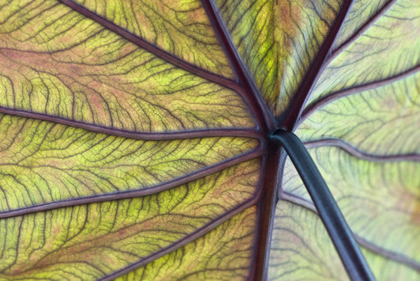 无人,横图,室外,特写,白天,正面,微距,美景,植物,叶子,朦胧,模糊,纹理,景观,芋头,绿叶,绿色,自然,嫩叶,毛芋,毛芋头,芋奶,景色,自然风光,肌理,青芋,芋子,叶,叶片,叶脉,芋艿,彩图,微距摄影