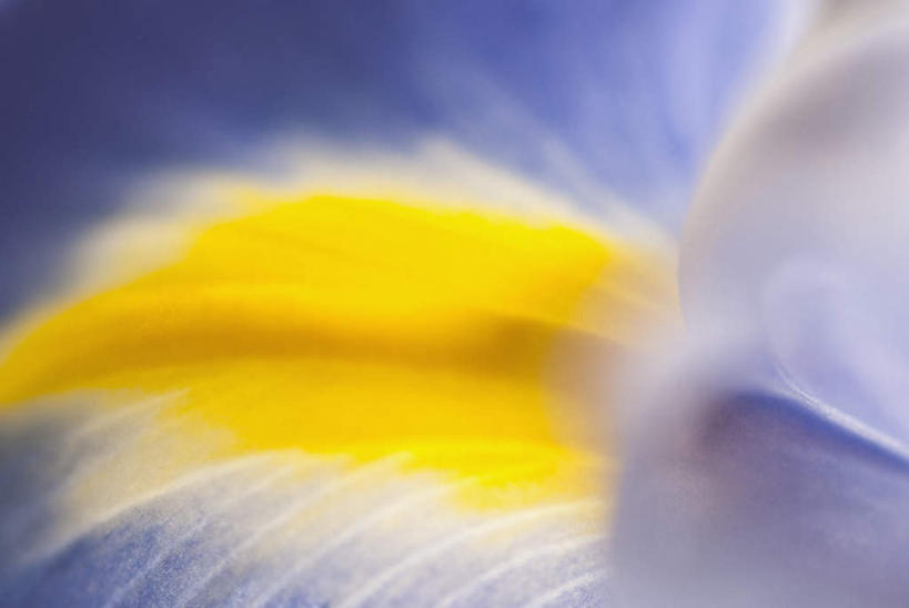 无人,横图,室外,特写,白天,正面,微距,美景,植物,朦胧,模糊,盛开,景观,草药,花蕾,中药,花,花瓣,花朵,鲜花,一朵,蓝色,自然,花苞,花蕊,景色,鸢尾,自然风光,药材,中草药,中药材,本草,紫蝴蝶,蓝蝴蝶,乌鸢,扁竹花,彩图,微距摄影