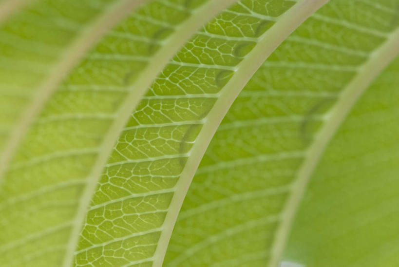 无人,横图,室外,特写,白天,正面,微距,美景,植物,叶子,朦胧,模糊,纹理,景观,绿叶,绿色,自然,嫩叶,景色,自然风光,肌理,叶,叶片,叶脉,彩图,微距摄影