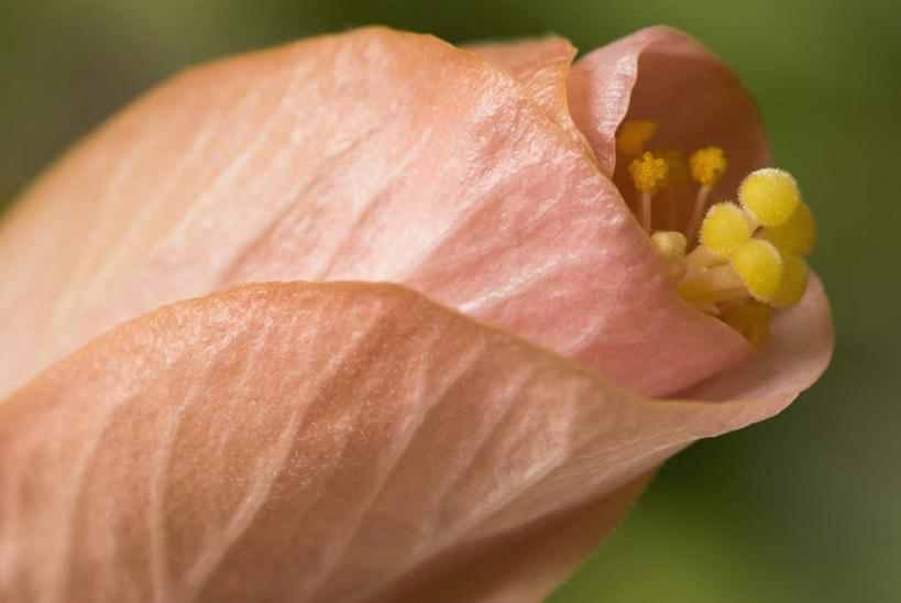 无人,横图,室外,特写,白天,正面,微距,美景,朦胧,模糊,盛开,纹路,纹理,景观,木槿,木槿花,美丽,花蕾,花,花瓣,花朵,鲜花,一朵,黄色,自然,花苞,花蕊,景色,坚韧,自然风光,肌理,永恒,质朴,无穷花,彩图,微距摄影