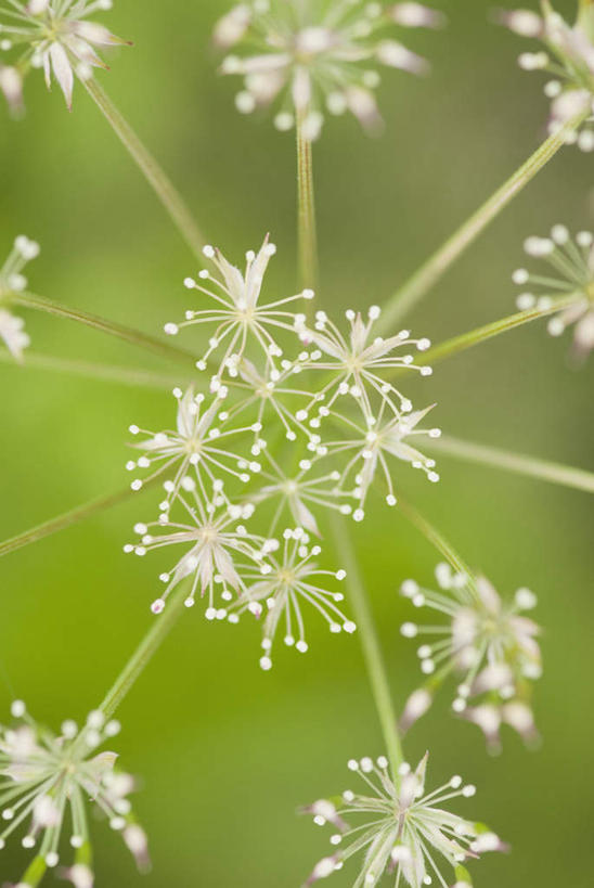无人,竖图,室外,特写,白天,正面,微距,美景,朦胧,梦幻,模糊,盛开,景观,浪漫,美丽,花蕾,花,花瓣,花朵,鲜花,白色,自然,花苞,花蕊,景色,自然风光,纯真,热恋,多花蔷薇,野蔷薇,白残花,刺蘼,买笑,蔷薇,彩图,微距摄影,白蔷薇