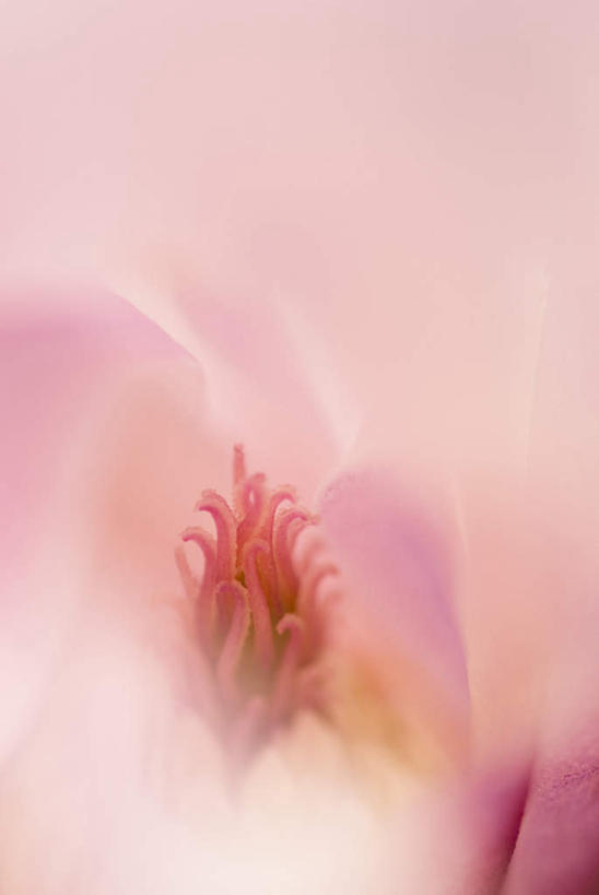 无人,竖图,室外,特写,白天,正面,微距,美景,玉兰花,朦胧,模糊,盛开,景观,花蕾,花,花瓣,花朵,鲜花,一朵,粉色,自然,花苞,花蕊,景色,自然风光,辛夷,木笔,木兰花,望春玉兰,辛夷花,玉兰,应春花,望春花,木兰,彩图,微距摄影