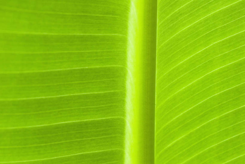 无人,横图,室外,特写,白天,正面,微距,美景,植物,叶子,朦胧,模糊,纹理,景观,绿叶,绿色,自然,嫩叶,景色,自然风光,肌理,叶,叶片,叶脉,彩图,微距摄影