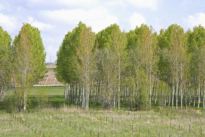 无人,横图,室外,白天,正面,旅游,度假,草地,草坪,美景,植物,法国,欧洲,一排,阴影,整齐,并列,并排,光线,影子,景观,云,云朵,云彩,娱乐,草,树,树木,排列,蓝色,绿色,白云,蓝天,天空,阳光,自然,天,享受,休闲,景色,放松,生长,晴朗,成长,队列,自然风光,平行,法兰西共和国,首府,波尔多,阿基坦,法兰西第五共和国,亚魁当,波尔多市,阿基坦大区,晴空,彩图,梅多克,梅多克产区