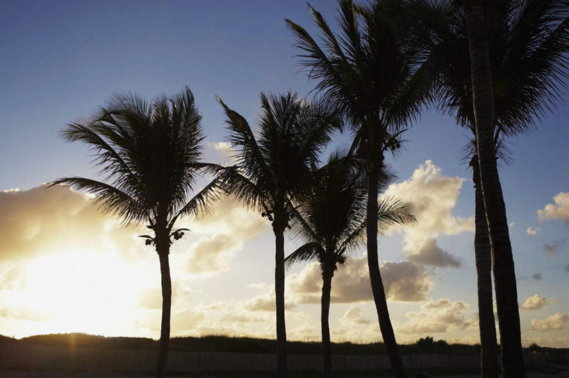 无人,横图,室外,白天,正面,旅游,度假,美景,沙滩,树林,植物,棕榈树,叶子,美国,阴影,光线,沙子,影子,海岸,景观,云,云朵,绿叶,沙地,云彩,娱乐,树,树木,蓝色,绿色,白云,蓝天,天空,阳光,自然,天,享受,休闲,嫩叶,景色,放松,生长,成长,北美,北美洲,自然风光,美洲,棕榈叶,佛罗里达,佛罗里达州,迈阿密,佛州,阳光州,迈阿密海滩,北亚美利加洲,亚美利加洲,棕榈海滩,叶,叶片,海滩,彩图,棕榈滩