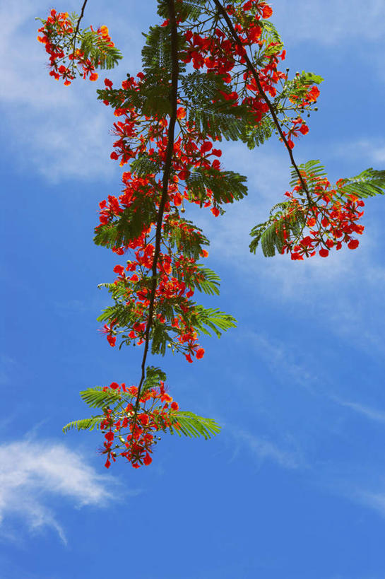 无人,竖图,室外,白天,仰视,旅游,度假,美景,植物,景观,云,云朵,云彩,娱乐,树,树木,蓝色,绿色,白云,蓝天,天空,自然,天,享受,休闲,景色,放松,生长,晴朗,成长,自然风光,凤凰木,红花楹树,凤凰树,火树,红花楹,晴空,彩图,低角度拍摄