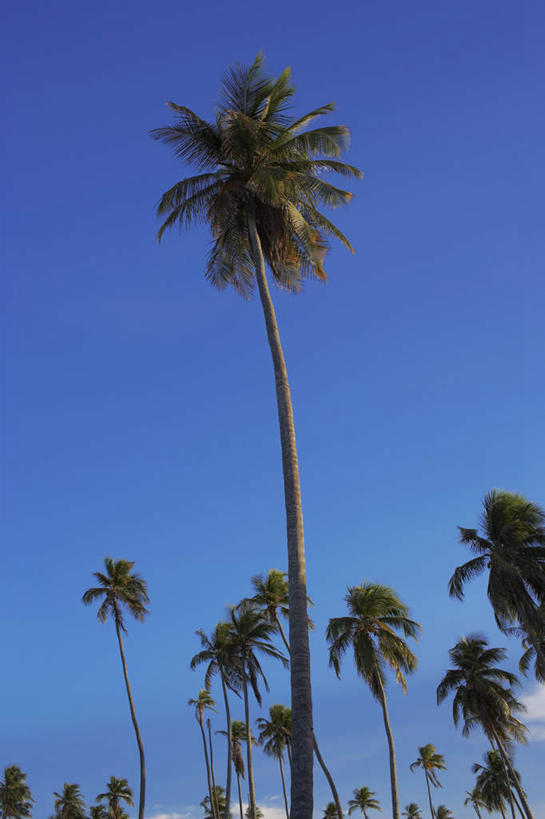 无人,竖图,室外,白天,仰视,旅游,度假,美景,植物,棕榈树,叶子,景观,绿叶,娱乐,树,树木,绿色,自然,享受,休闲,嫩叶,景色,放松,生长,成长,北美,北美洲,自然风光,美洲,棕榈叶,北亚美利加洲,亚美利加洲,波多黎各,波多黎各自由邦,大安的列斯群岛,叶,叶片,彩图,低角度拍摄