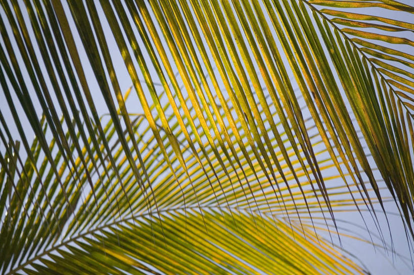 无人,横图,室外,特写,白天,仰视,旅游,度假,美景,叶子,墨西哥,阴影,朦胧,模糊,光线,影子,景观,绿叶,娱乐,蓝色,蓝天,天空,阳光,自然,天,享受,休闲,嫩叶,景色,放松,晴朗,北美,北美洲,自然风光,美洲,棕榈叶,万里无云,北亚美利加洲,亚美利加洲,墨西哥合众国,仙人掌王国,圣卢卡斯角,叶,叶片,晴空,晴空万里,彩图,低角度拍摄