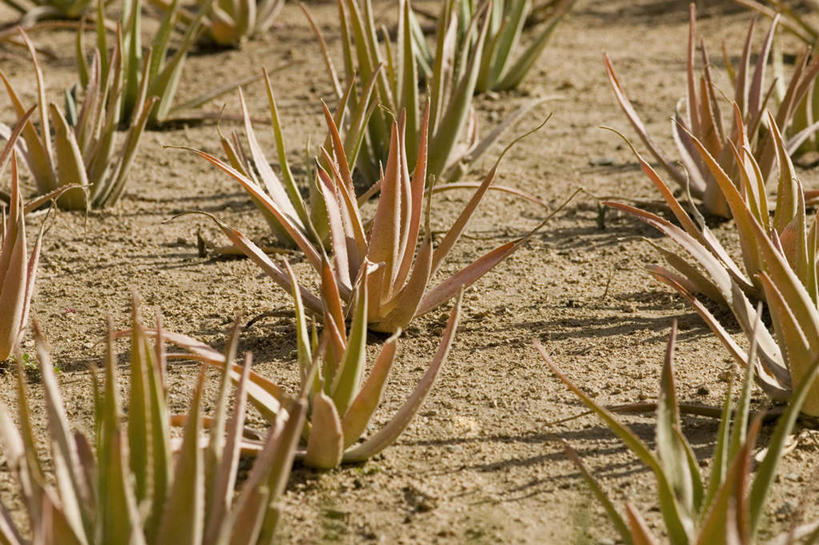 无人,农田,横图,室外,白天,正面,旅游,度假,庄稼,农作物,美景,植物,仙人掌,墨西哥,一排,许多,阴影,朦胧,模糊,整齐,光线,火焰,沙子,影子,景观,草药,娱乐,中药,排列,阳光,自然,享受,休闲,景色,放松,北美,北美洲,队列,自然风光,美洲,药材,中草药,中药材,本草,牛舌头,北亚美利加洲,亚美利加洲,墨西哥合众国,仙人掌王国,圣卢卡斯角,玉芙蓉,仙巴掌,火掌,霸王树,彩图,耕地,庄稼田