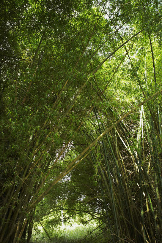 无人,竖图,室外,白天,正面,旅游,美景,树林,植物,竹子,阴影,光线,影子,景观,竹林,树,树木,绿色,阳光,自然,景色,生长,成长,北美,北美洲,自然风光,美洲,北亚美利加洲,亚美利加洲,波多黎各,波多黎各自由邦,大安的列斯群岛,竹,彩图,游览