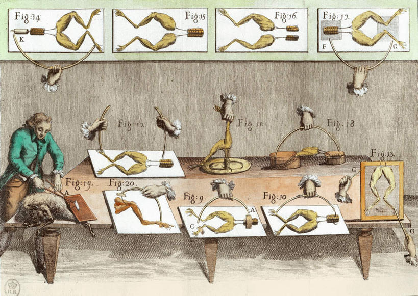 西方人,肌肉,健壮,一个人,无人,科学家,站,横图,室内,白天,正面,绘画,桌子,青蛙,野生动物,油画,欧洲,欧洲人,仅一个男性,仅一个人,仅一个中年男性,握,服装,锐利,艺术,英文,标志,文字,字符,字母,办公桌,刀具,古典,拿,拿着,注视,文化,标识,衣服,动物,工艺品,刀,观察,看,品味,站着,健康,活力,可爱,力量,握着,服饰,活泼,观看,青春,英文字母,美术,察看,锋利,手术刀,尖锐,解剖,高雅,强壮,衣着,穿着,关注,医疗器械,尖利,科学研究者,美学,犀利,厉害,衣饰,医疗用具,男人,男性,中年男性,白种人,科学工作者,站立,彩图,全身,剖解