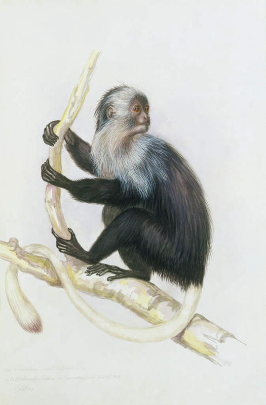 无人,坐,抱,竖图,室内,白天,白色背景,正面,绘画,植物,哺乳动物,猴,野生动物,猴子,油画,艺术,枝条,古典,注视,文化,树,树木,树枝,一只,动物,工艺品,观察,看,品味,可爱,活泼,抱着,观看,美术,察看,高雅,搂着,关注,美学,长尾叶猴,虬枝,枝杈,搂,搂抱,坐着,彩图,全身