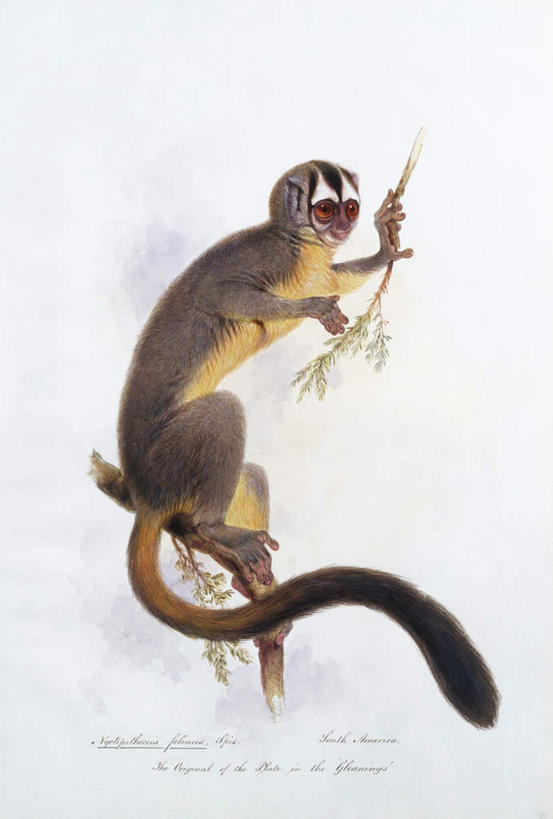 无人,坐,竖图,室内,白天,白色背景,侧面,绘画,植物,哺乳动物,野生动物,猴子,油画,艺术,英文,标志,文字,字符,字母,枝条,古典,注视,文化,标识,树,树木,树枝,一只,黑色,动物,工艺品,观察,看,品味,观看,英文字母,美术,察看,高雅,关注,美学,猫头鹰猴,鸮猴,夜猴,虬枝,枝杈,坐着,彩图,全身