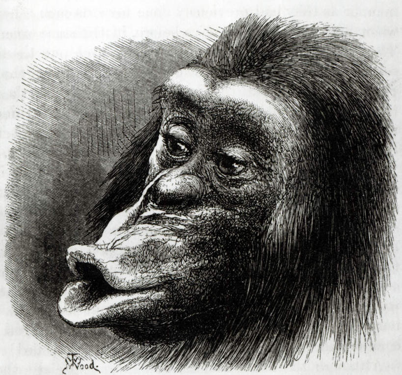 头,嘴,无人,横图,黑白,室内,白天,正面,绘画,哺乳动物,野生动物,猩猩,油画,艺术,古典,注视,文化,一只,黑色,动物,工艺品,嘟嘴,观察,看,品味,撅嘴,可爱,活泼,观看,美术,察看,高雅,关注,黑猩猩,美学,头部,嘴巴,嘴唇,半身