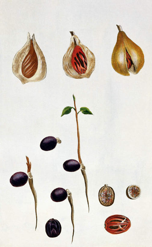 无人,竖图,室内,白天,白色背景,正面,绘画,植物,油画,艺术,调味,香料,佐料,种子,草药,药草,古典,文化,中药,工艺品,品味,美术,肉豆蔻,配料,高雅,药材,中草药,肉蔻,肉果,玉果,中药材,本草,美学,作料,消食,彩图