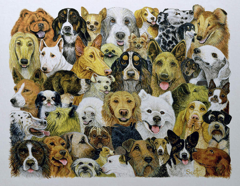 无人,站,横图,室内,白天,正面,绘画,宠物,狗,油画,许多,艺术,吉娃娃,古典,注视,文化,贵宾犬,金毛犬,泰迪犬,动物,工艺品,观察,看,品味,站着,可爱,金毛,观看,美术,察看,金毛猎犬,高雅,关注,贵妇犬,寻回犬,萨摩耶,金毛寻回犬,忠诚,芝娃娃,奇娃娃,玩具贵宾犬,吉娃娃犬,齐花花,美学,金毛狗,金毛寻回狗,寻回狗,萨摩,萨摩耶德犬,萨摩耶犬,泰迪,犬,站立,半身,彩图