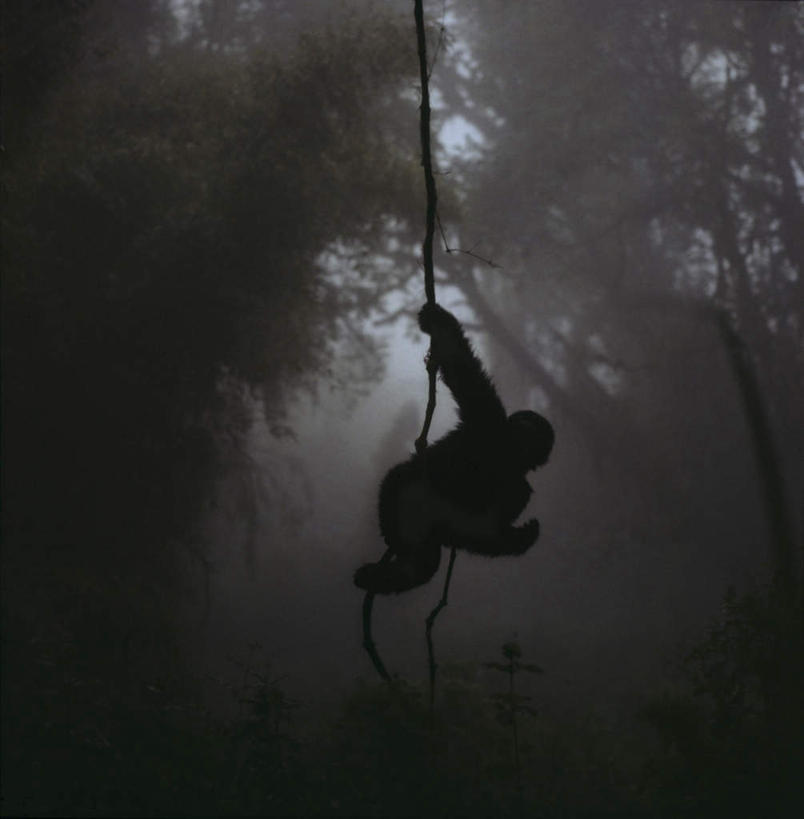 无人,拉,竖图,室外,白天,旅游,度假,草地,草坪,美景,植物,雾,猩猩,非洲,卢旺达,吊挂,悬挂,朦胧,模糊,景观,挂,注视,娱乐,草,树,树木,一只,背面,绿色,自然,绳子,观察,看,享受,休闲,景色,放松,生长,成长,观看,绳索,迷雾,察看,关注,自然风光,大猩猩,阿非利加洲,金刚猩猩,西部大猩猩,西部低地大猩猩,卢旺达共和国,大雾,彩图,全身