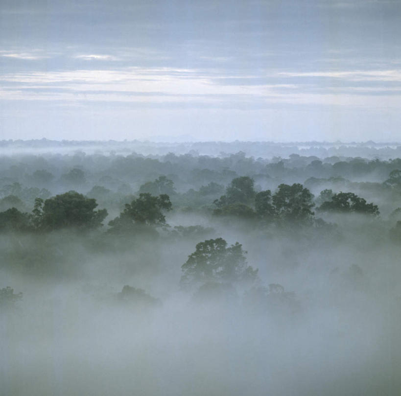 无人,横图,俯视,航拍,室外,白天,旅游,度假,日出,美景,树林,太阳,植物,雾,苏里南,阴影,朦胧,模糊,光线,影子,景观,朝霞,晨曦,黎明,娱乐,树,树木,绿色,阳光,自然,享受,休闲,景色,南美,放松,生长,成长,迷雾,南美洲,拉丁美洲,鸟瞰,自然风光,美洲,亚美利加洲,南亚美利加洲,朝阳,大雾,彩图,高角度拍摄,破晓