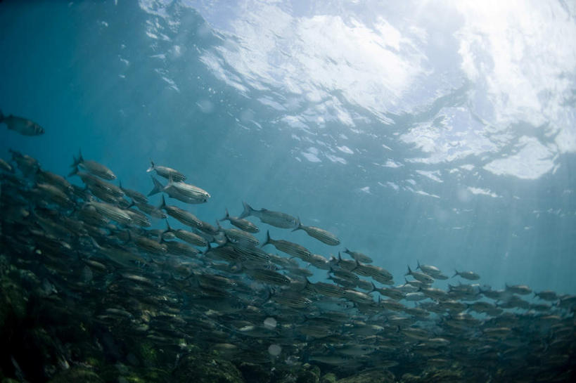 游泳,无人,横图,室外,白天,仰视,海浪,海洋,美景,厄瓜多尔,一排,整齐,鱼,景观,浪花,注视,鱼类,海洋生物,排列,自然,海水,观察,看,景色,南美,观看,察看,南美洲,拉丁美洲,队列,关注,自然风光,水生动物,美洲,水生物,海景,海底动物,亚美利加洲,南亚美利加洲,泅水,厄瓜多尔共和国,加拉巴哥群岛,加拉帕戈斯群岛,科隆群岛,斯坎塔达斯岛,拍浮,大海,风浪,海,海水的波动,近岸浪,涌浪,彩图,低角度拍摄,全身