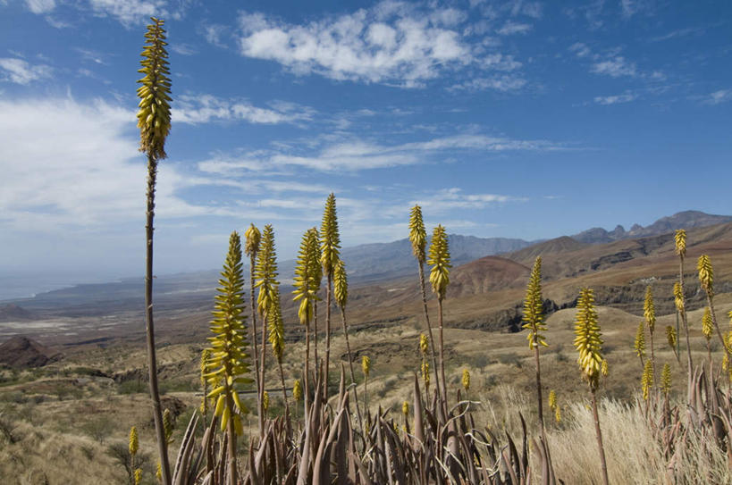 无人,横图,室外,白天,正面,旅游,度假,草地,草坪,石头,美景,山,山脉,植物,非洲,佛得角,阴影,盛开,光线,石子,影子,景观,山顶,山峰,云,云朵,山峦,花蕾,云彩,娱乐,草,花,花瓣,花朵,鲜花,树,树木,蓝色,绿色,白云,蓝天,天空,阳光,自然,群山,天,花苞,花蕊,享受,休闲,景色,放松,生长,晴朗,成长,自然风光,阿非利加洲,颠峰,极峰,佛得角共和国,石块,岩石,晴空,彩图