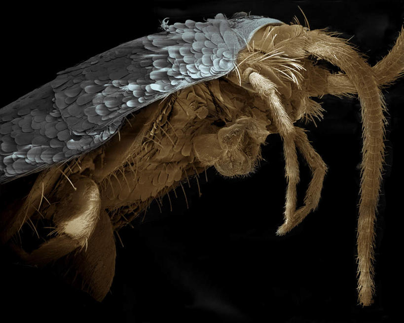 无人,站,横图,俯视,室内,特写,白天,仪器,黑色背景,检查,反射,分析,科学,昆虫,显微镜,注视,一只,动物,观察,看,站着,清晰,探索,放大,观看,仔细,透镜,察看,毛发,凸透镜,聚焦,关注,光学,害虫,清楚,衣鱼,站立,半身,彩图,高角度拍摄