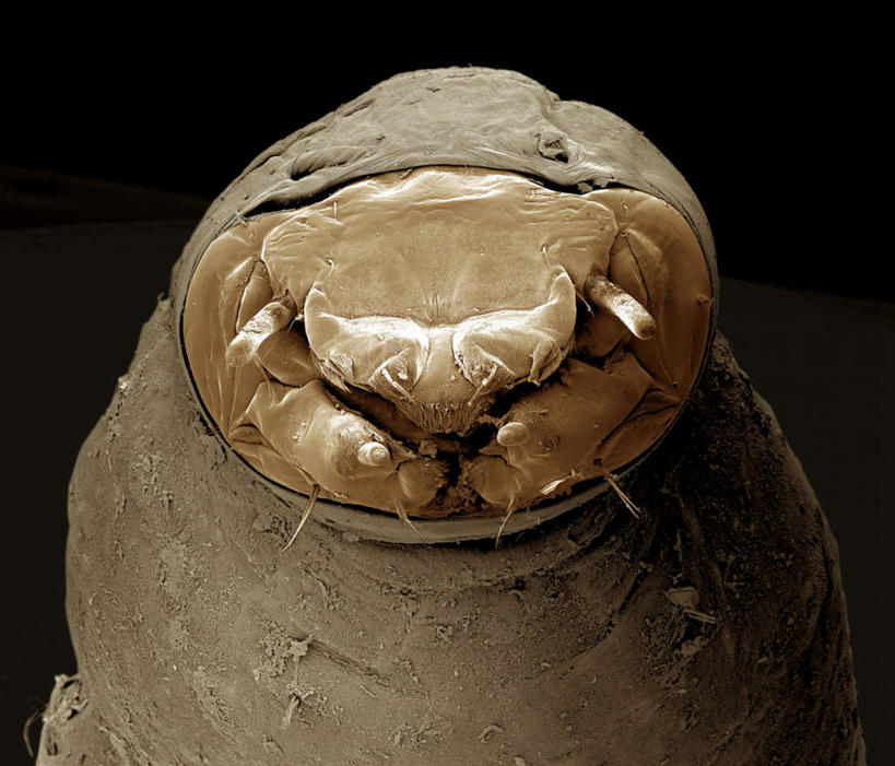 无人,横图,俯视,室内,特写,白天,仪器,黑色背景,检查,反射,分析,科学,昆虫,蜘蛛,显微镜,注视,一只,动物,观察,看,清晰,探索,放大,观看,仔细,透镜,察看,凸透镜,聚焦,八脚螅,关注,节肢动物,益虫,光学,清楚,波丝,盲蛛,长脚盲蛛,半身,彩图,高角度拍摄