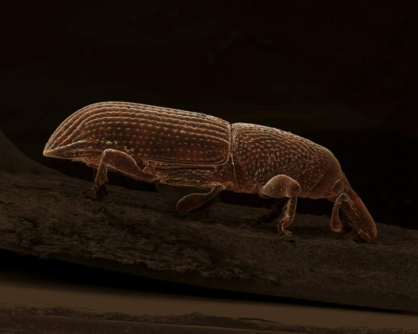 无人,站,横图,俯视,室内,特写,白天,仪器,黑色背景,检查,反射,分析,科学,昆虫,显微镜,注视,一只,动物,观察,看,站着,清晰,探索,放大,观看,仔细,透镜,察看,凸透镜,聚焦,关注,象鼻虫,光学,害虫,清楚,站立,彩图,高角度拍摄,全身