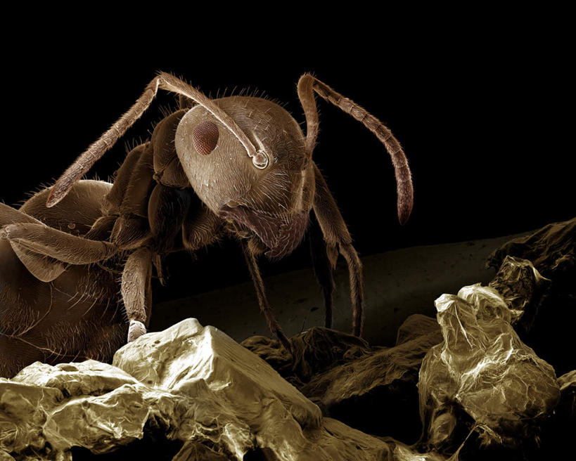 脚,无人,横图,俯视,室内,特写,白天,仪器,野生动物,黑色背景,检查,反射,分析,科学,昆虫,蚂蚁,触须,显微镜,注视,一只,动物,观察,看,可爱,清晰,探索,活泼,放大,观看,仔细,透镜,察看,凸透镜,聚焦,关注,蚁,玄驹,益虫,光学,清楚,半身,彩图,高角度拍摄