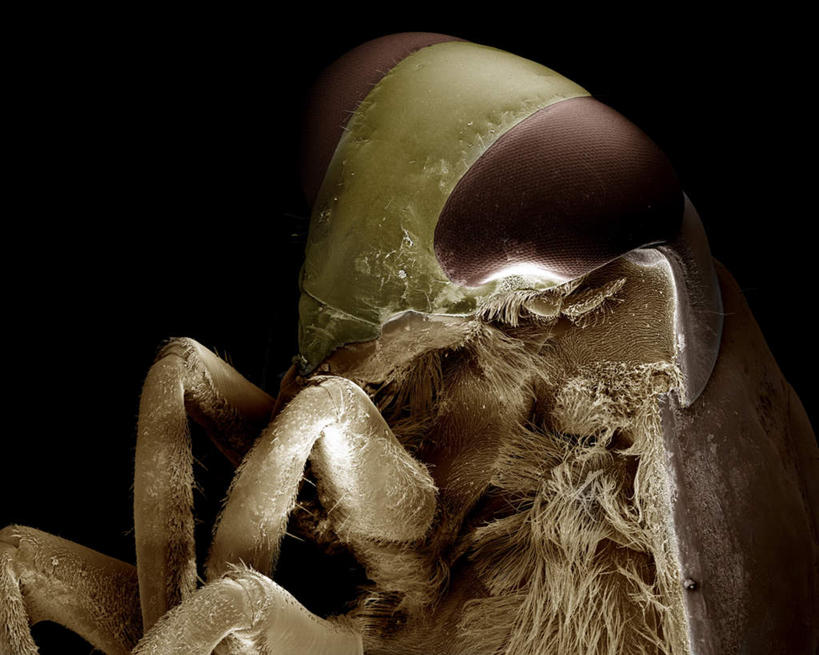 脚,无人,横图,俯视,室内,特写,白天,仪器,黑色背景,检查,反射,分析,科学,昆虫,蜘蛛,显微镜,注视,一只,动物,观察,看,清晰,探索,放大,观看,仔细,透镜,察看,毛发,凸透镜,聚焦,八脚螅,关注,光学,害虫,清楚,波丝,水蜘蛛,银蜘蛛,半身,彩图,高角度拍摄